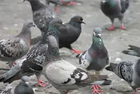 destruction-de-pigeons