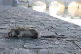 destruction-rats
